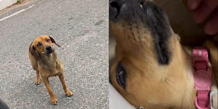 Vira-lata caramelo é resgatada em Contagem e história emociona nas redes sociais