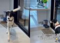 Resgatado das ruas, cachorro surpreende ao exigir canção antes da refeição