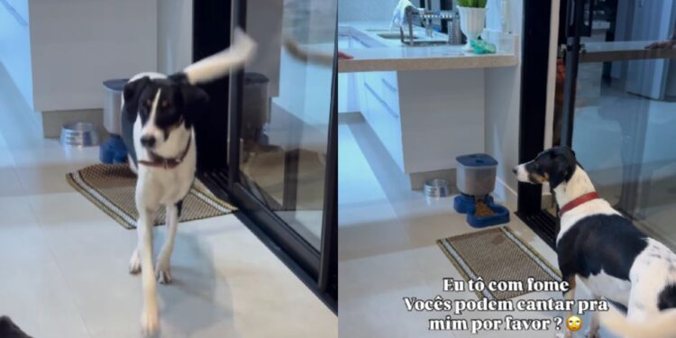 Resgatado das ruas, cachorro surpreende ao exigir canção antes da refeição