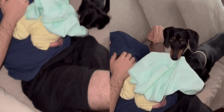 Cachorro tenta cobrir bebê e atitude instintiva emociona a internet