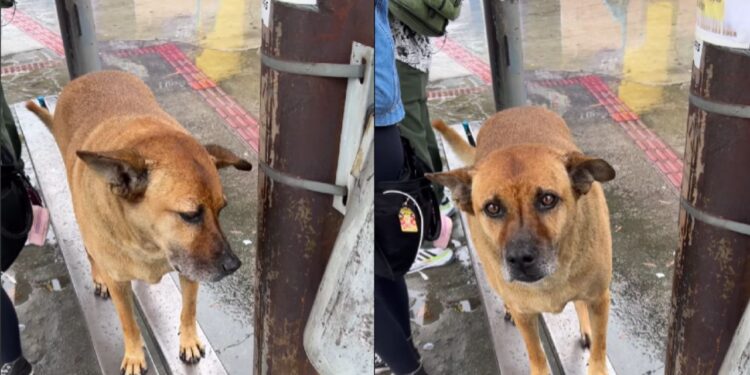 Mesmo com opiniões contrárias, vizinhos constroem casinha para Dentinho e pedem cuidado