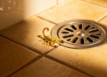 Escorpiões amarelos estão aparecendo dentro dos banheiros e causando acidentes domésticos por causa do excesso de entulho nos terrenos vizinhos