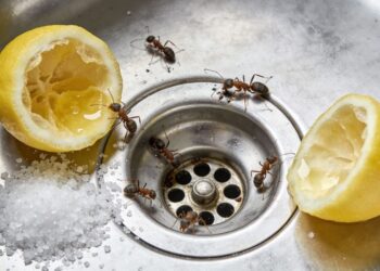 Formigas não voltarão ao ralo da pia: limão espremido e sal bloqueiam o acesso