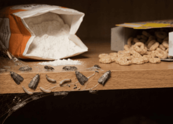 Zamioculca com folhas amarelas? Saiba como identificar se o problema é excesso de água ou falta de nutrientes