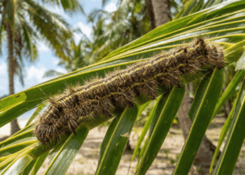 Como acabar com o mandruvá no coqueiro de forma segura e eficaz usando métodos caseiros