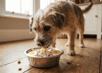 Dar frango com ovo cozido ao cachorro: com que frequência e por que veterinários recomendam