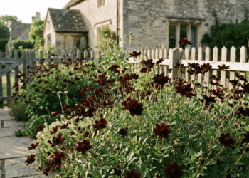 A planta rara com aroma de chocolate que poucas pessoas conhecem