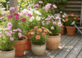 Como plantar cosmos e garantir cores e flores contínuas no seu jardim ou varanda