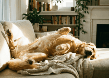 O que significa quando o cachorro prefere dormir de barriga para cima?