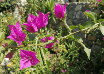 Nem repelentes, sem inseticidas: como remover as lagartas da bougainvillea de forma natural