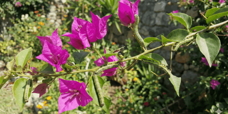 Nem repelentes, sem inseticidas: como remover as lagartas da bougainvillea de forma natural