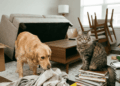 Mudou o sofá de lugar? Veja como seu pet reage às mudanças na casa
