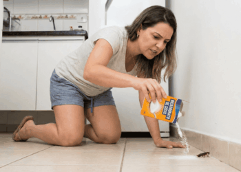 Bicarbonato de sódio para baratas funciona mesmo? Veja como usar corretamente em casa