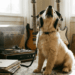 O que significa quando o cachorro começa a uivar ao ouvir música?