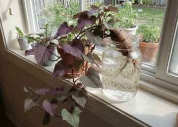 Como enraizar batata-doce em água e criar uma planta pendente linda e fácil