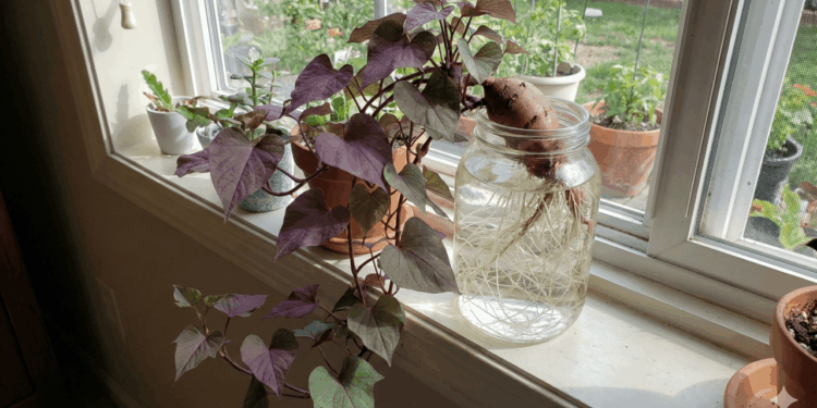 Como enraizar batata-doce em água e criar uma planta pendente linda e fácil