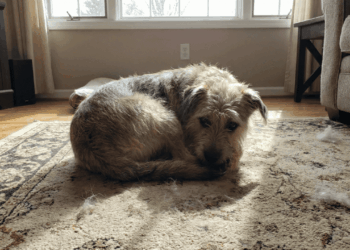 Inquietude ou instinto? Veja o que passa na cabeça do seu cachorro quando ele gira no tapete