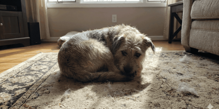 Inquietude ou instinto? Veja o que passa na cabeça do seu cachorro quando ele gira no tapete