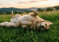 O verdadeiro motivo que faz os cães se jogarem na grama sempre que têm oportunidade
