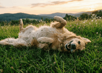 O verdadeiro motivo que faz os cães se jogarem na grama sempre que têm oportunidade