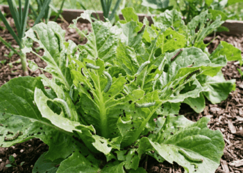 Manchas e furos na alface? Aprenda os sinais secretos que indicam a presença de lagartas famintas