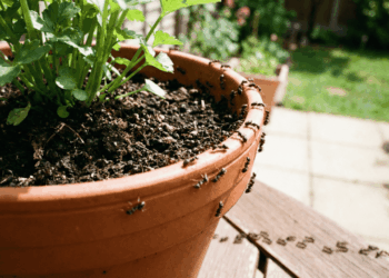 formiga em vaso