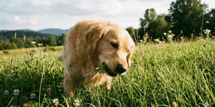 cachorro comendo grama
