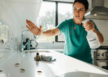 Adeus insetos na cozinha : método natural ajuda a afastá-los sem veneno