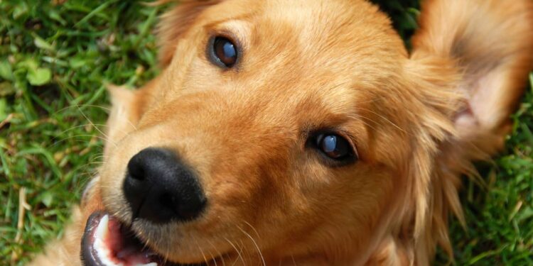 Após anos como matriz em canil, Golden Retriever encontra lar e vive recomeço emocionante