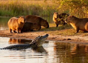 Por que jacarés ignoram capivaras mesmo sendo presas fáceis