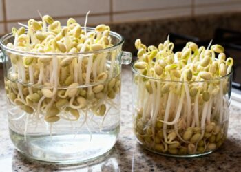 Pouca gente sabe, mas esse alimento pode ser cultivado dentro da cozinha