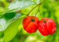 Do vaso ao pomar, como plantar acerola e colher frutos o ano todo