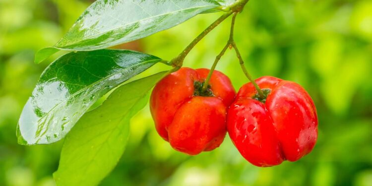 Do vaso ao pomar, como plantar acerola e colher frutos o ano todo