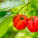 Do vaso ao pomar, como plantar acerola e colher frutos o ano todo