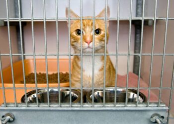 Vai adotar um pet? Saiba como preparar a casa antes da chegada