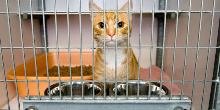 Vai adotar um pet? Saiba como preparar a casa antes da chegada