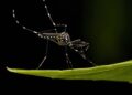 aedes aegypti