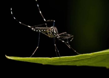aedes aegypti