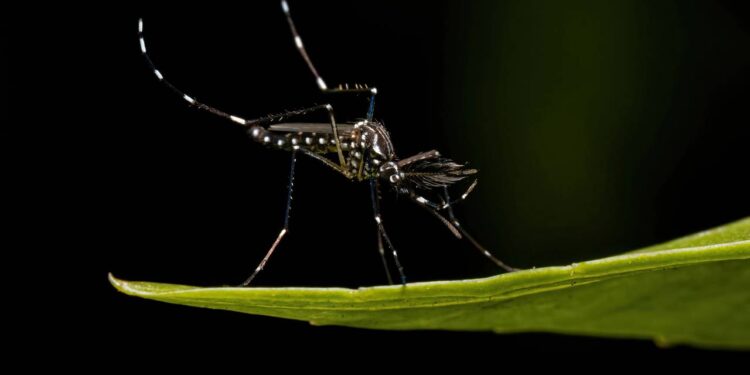 aedes aegypti