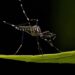 aedes aegypti