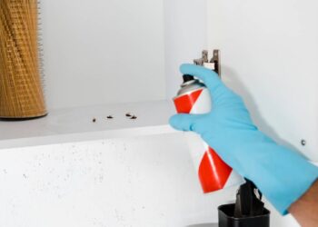 Sensação de casa suja: onde baratas se escondem mesmo após faxina pesada