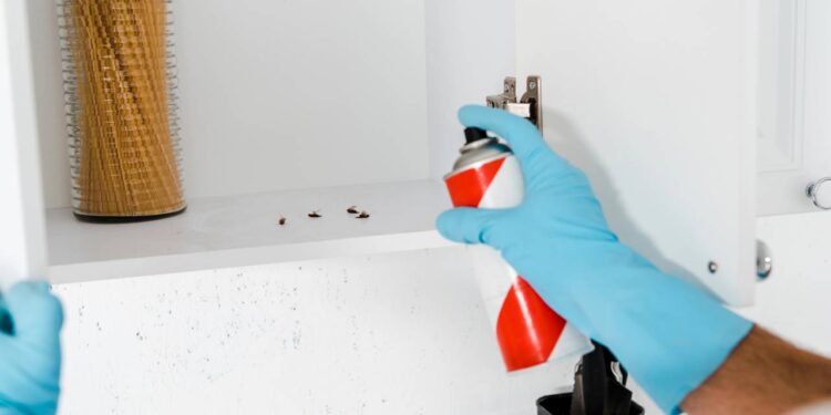 Sensação de casa suja: onde baratas se escondem mesmo após faxina pesada