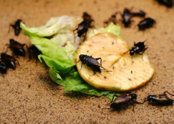 Apenas uma folha desta planta protege móveis e afasta baratas da sua casa