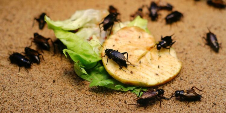 Apenas uma folha desta planta protege móveis e afasta baratas da sua casa