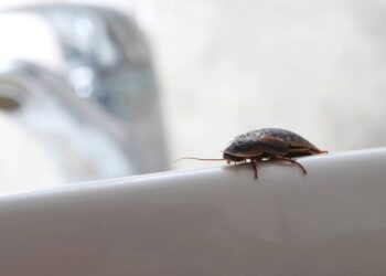 Ralos limpos, casa segura: como fazer a prevenção simples contra a infestação de baratas