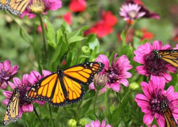 borboeltas e plantas
