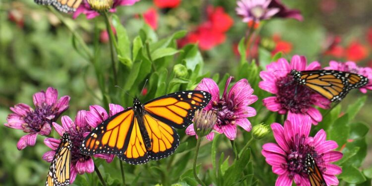 borboeltas e plantas