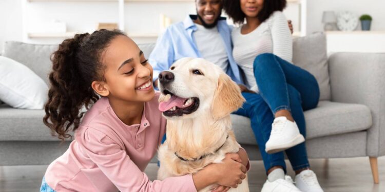 Como organizar o dia do cachorro para reduzir a agitação noturna