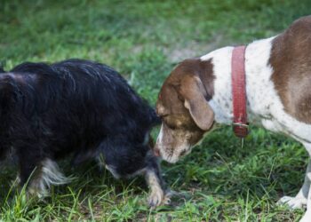 O motivo curioso por trás do cachorro cheirar o rabo de outro cães no parque