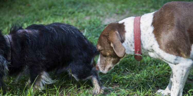 O motivo curioso por trás do cachorro cheirar o rabo de outro cães no parque